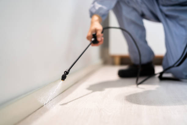 Licensed Wasp Removal service in Ponderay, ID - Show Me Pest Control